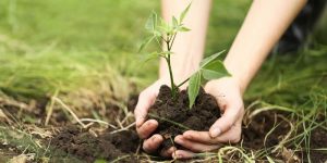 plant a tree