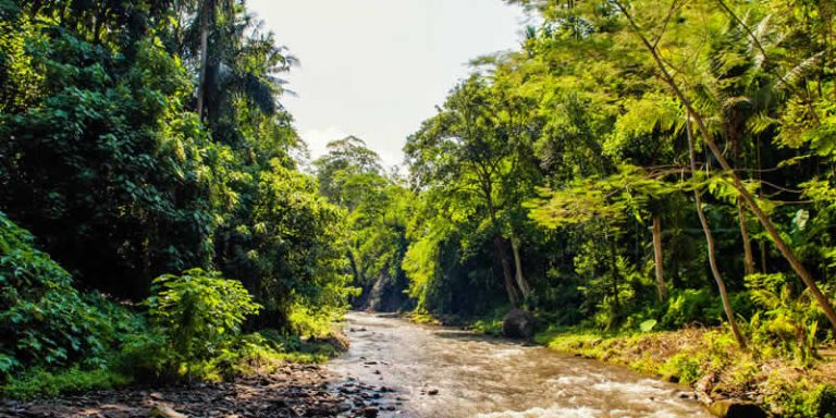 Top 10 Interesting Facts About The Rainforest Greentumble