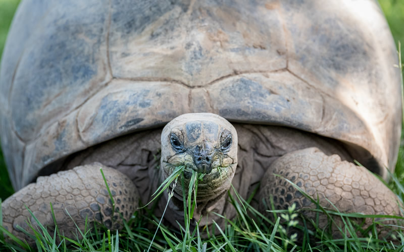 10 Longest Living Animals On Earth Greentumble