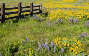 Ecosystem Revival with Non-native Species