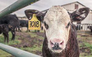 eating less meat to reduce emissions